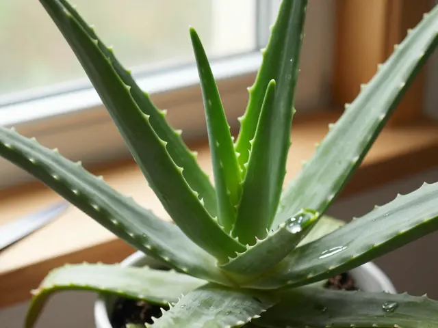 Co s přerostlou aloe vera? Jak ji využít v péči o pleť a nezahodit